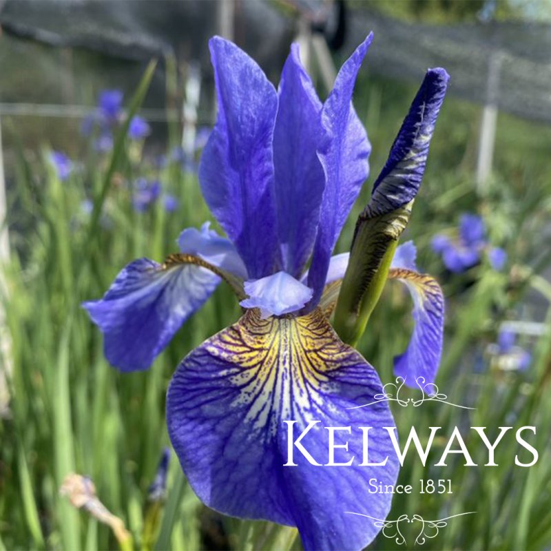 Iris 'Papillon' (Sib)