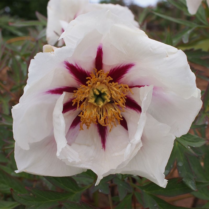 Paeonia 'Center Stage' (S)
