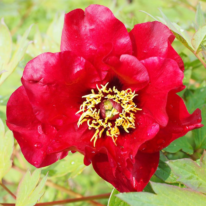 Paeonia 'Daedalus'
