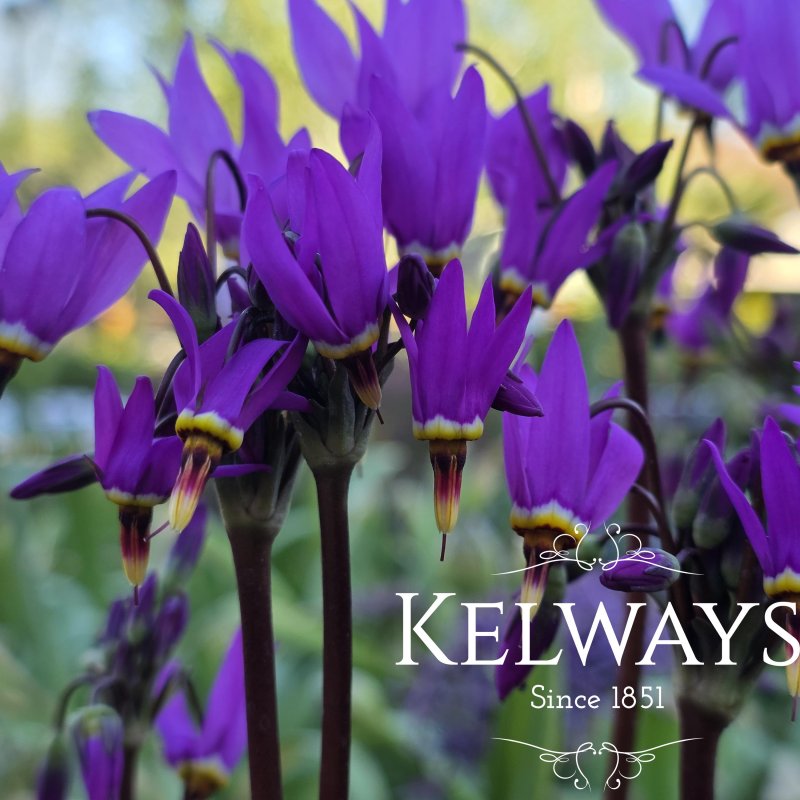 Dodecatheon meadia (2 litre pot)