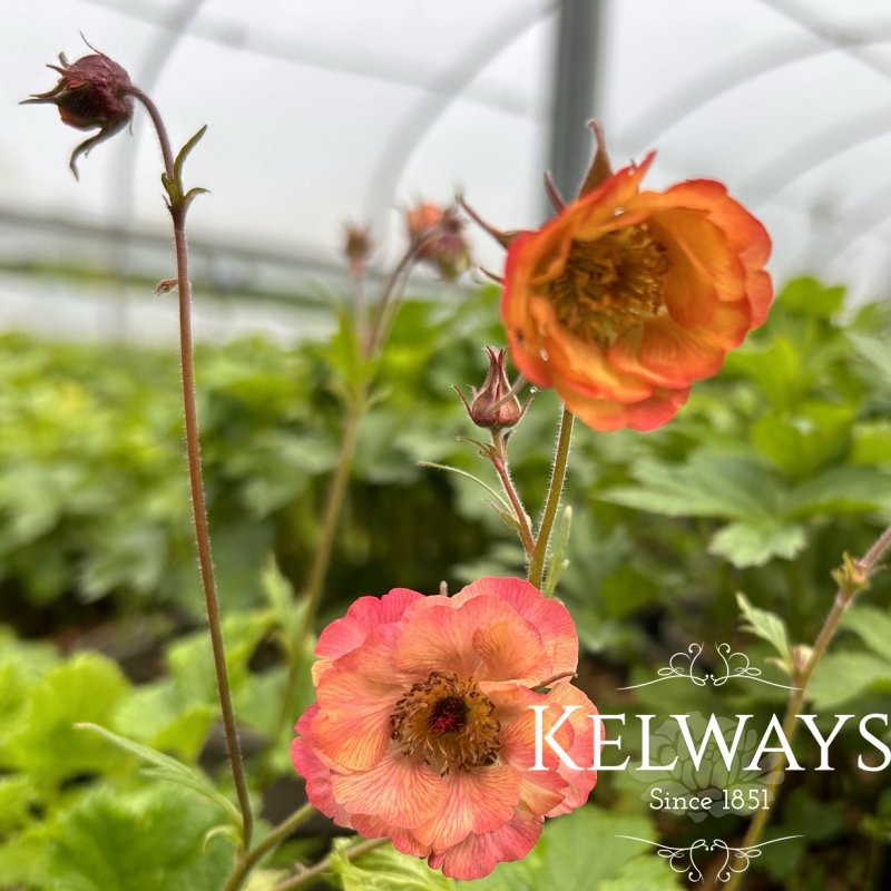 Geum 'Nonna' PBR