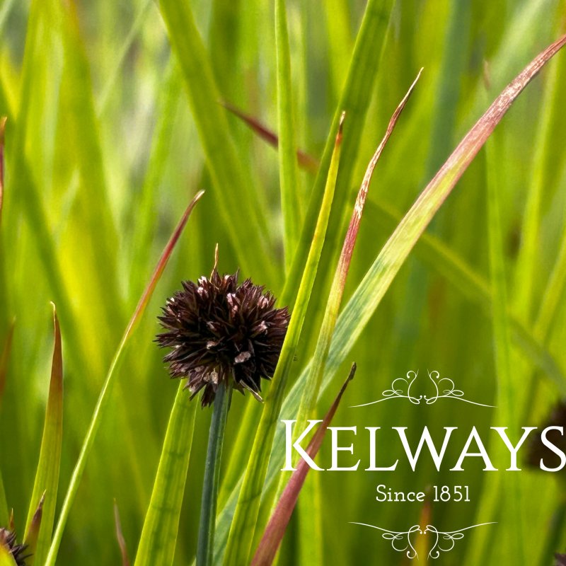 Juncus ensifolius