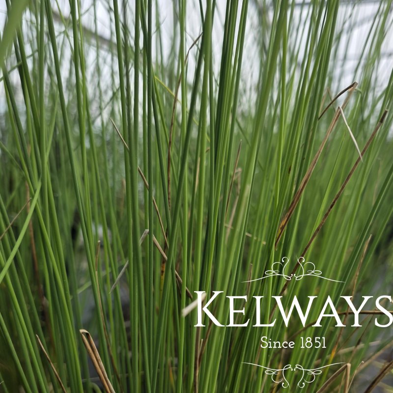 Juncus inflexus