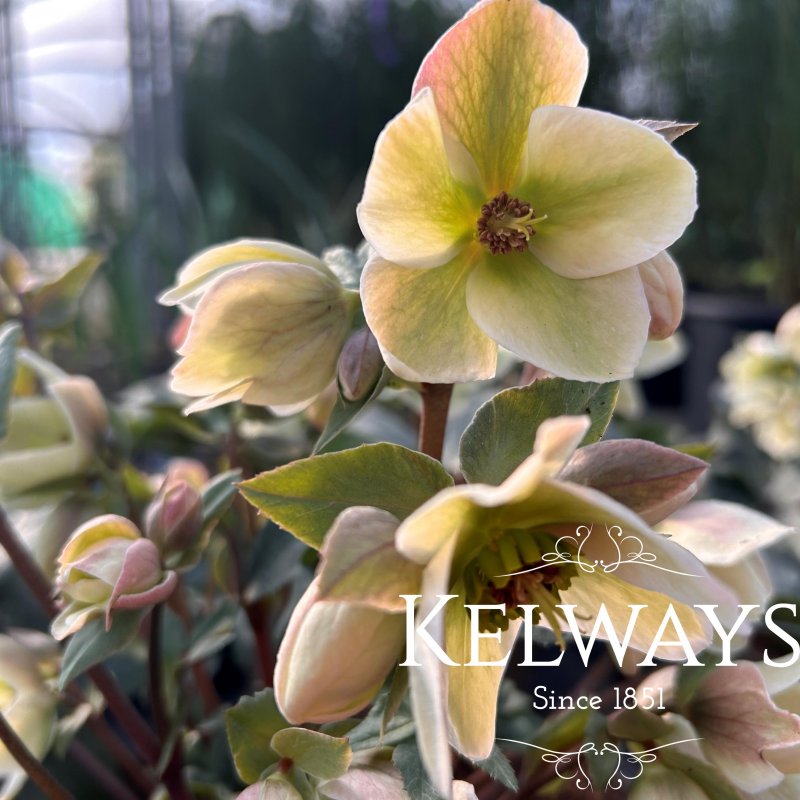 Helleborus x ericsmithii 'Ivory Prince' PBR
