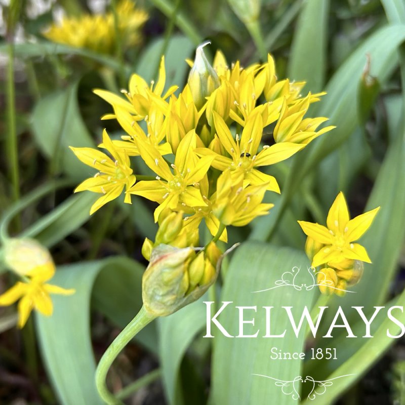 Allium moly