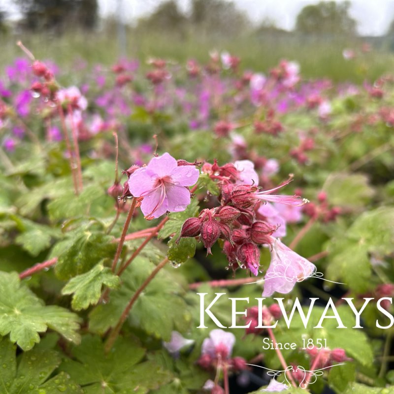 Geranium macrorrhizum 'Ingwersen's Variety'