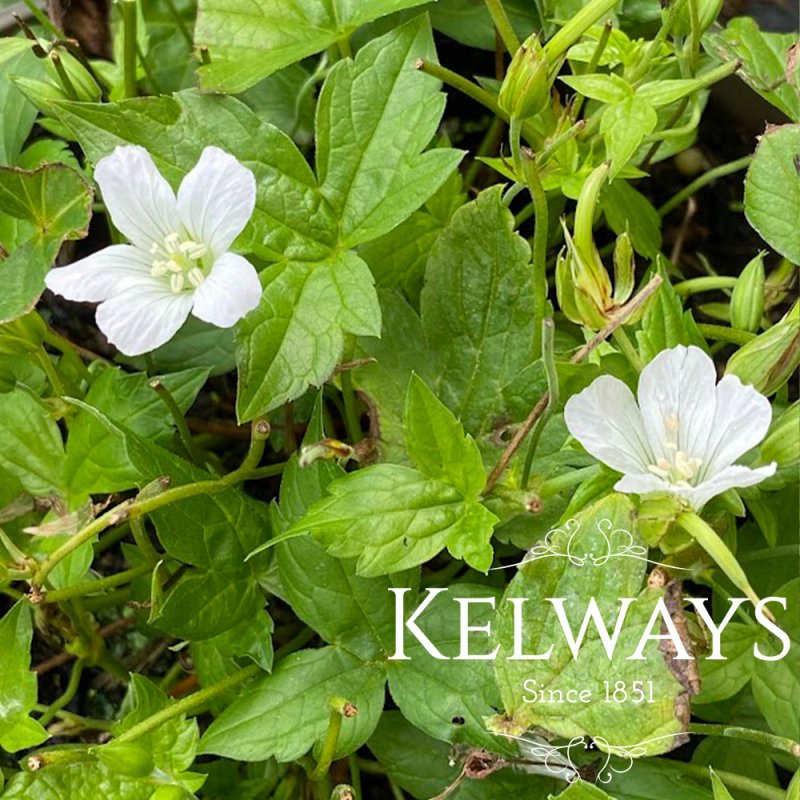 Geranium nodosum 'Silverwood' (2 litre pot)
