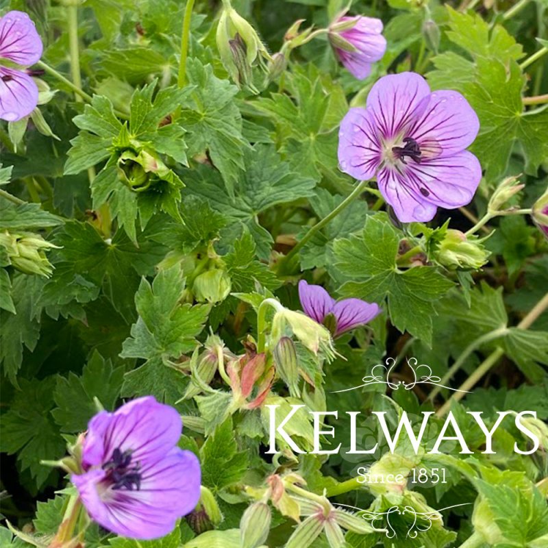 Geranium wallichianum HAVANA BLUES ('Noorthava' PBR)