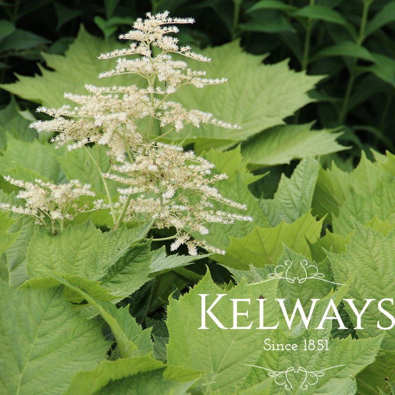Rodgersia podophylla 'Braunlaub' (3 litre pot)