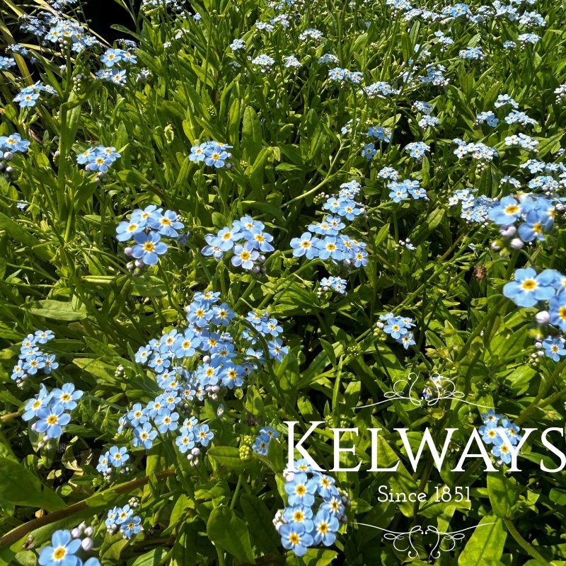 Myosotis scorpioides