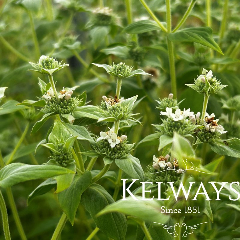 Pycnanthemum muticum
