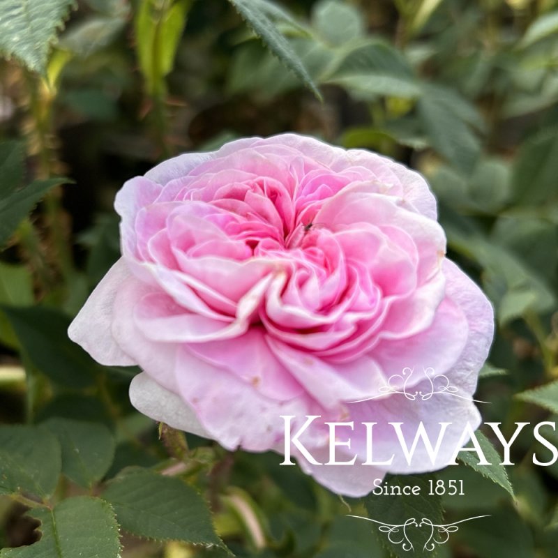 Rosa 'Konigin von Danemark' (A)