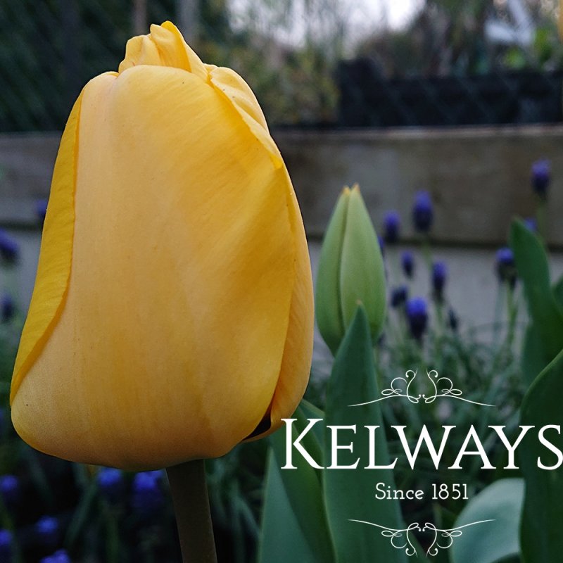 Tulipa 'Golden Apeldoorn' (4)