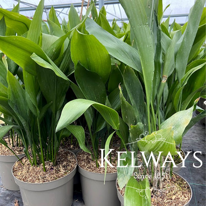 Aspidistra elatior