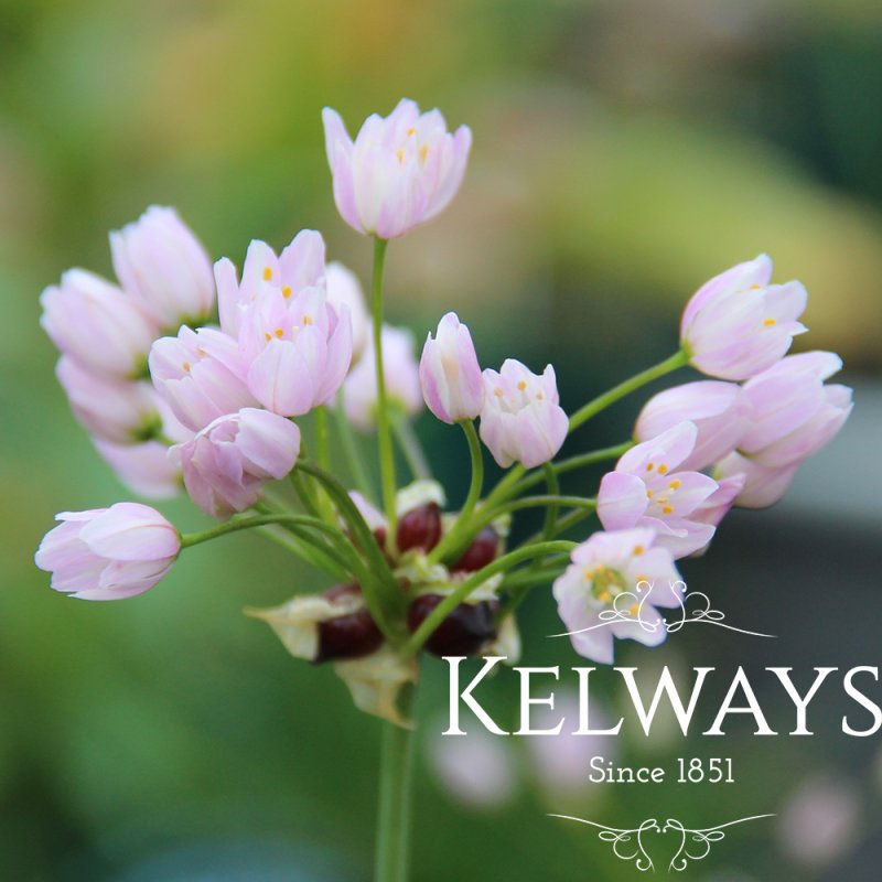 Allium roseum