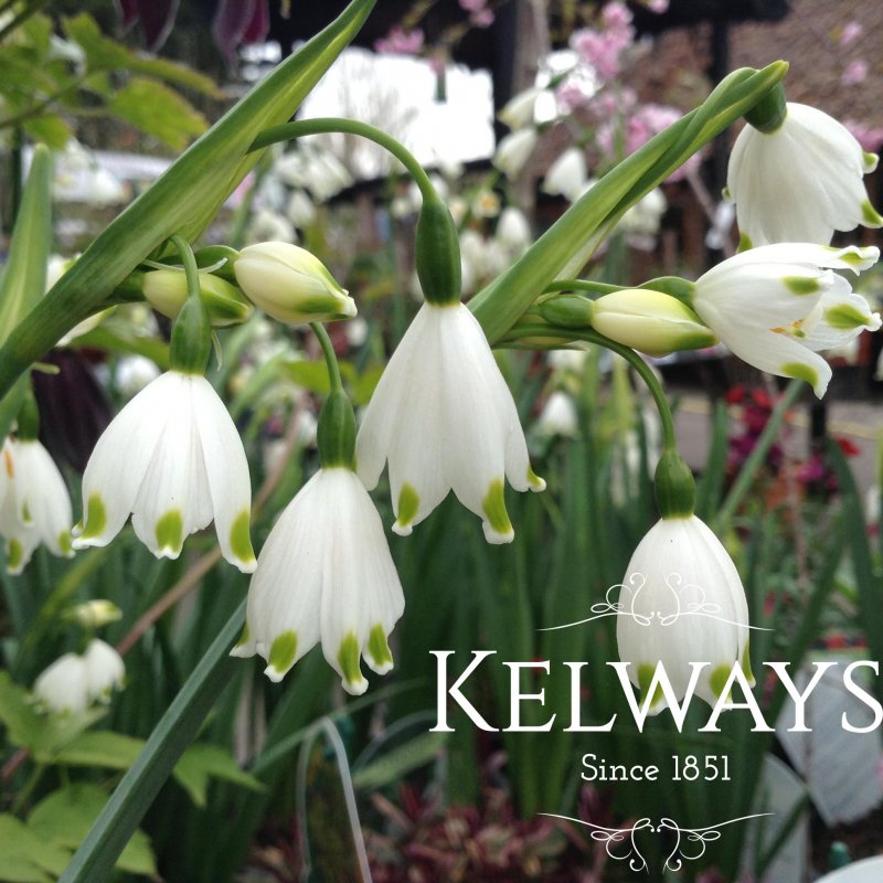 Leucojum aestivum