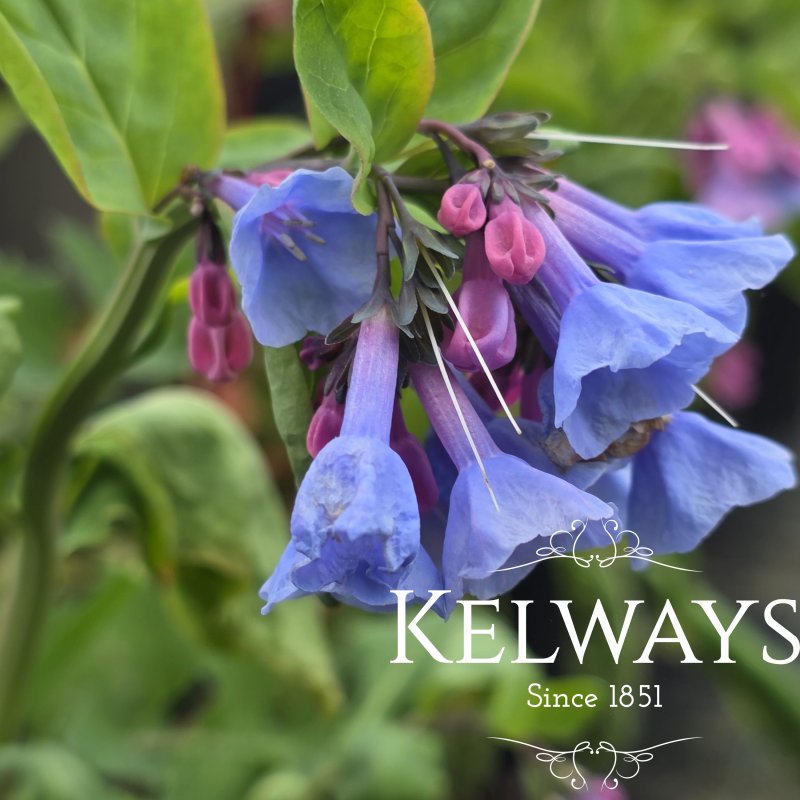Mertensia virginica (1.5 litre pot)