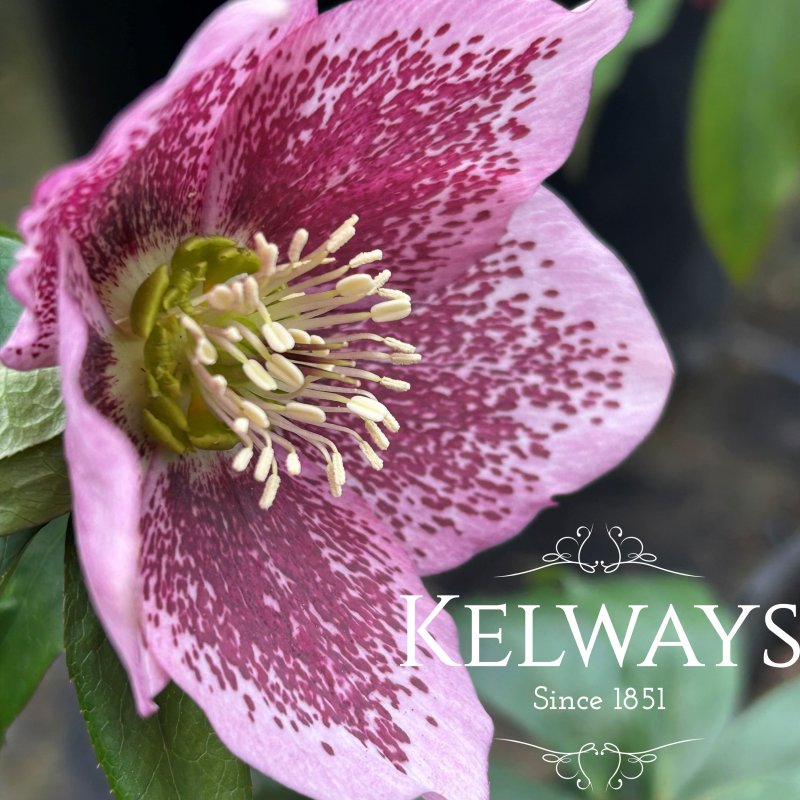 Helleborus x hybridus Harvington pink speckled