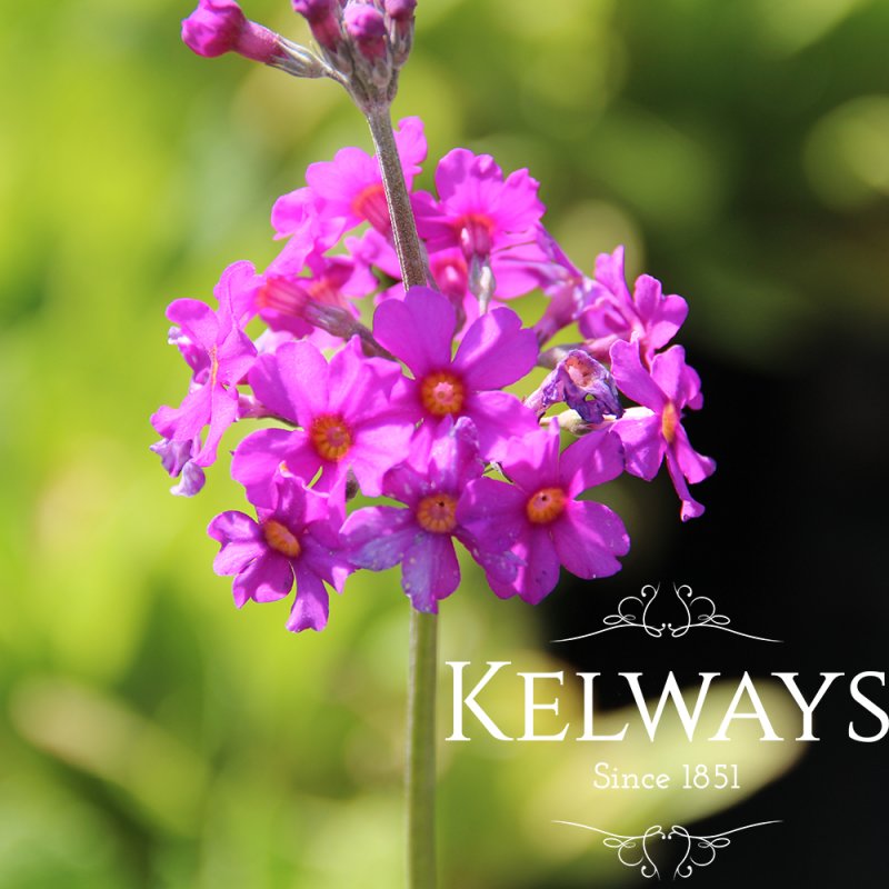 Primula beesiana
