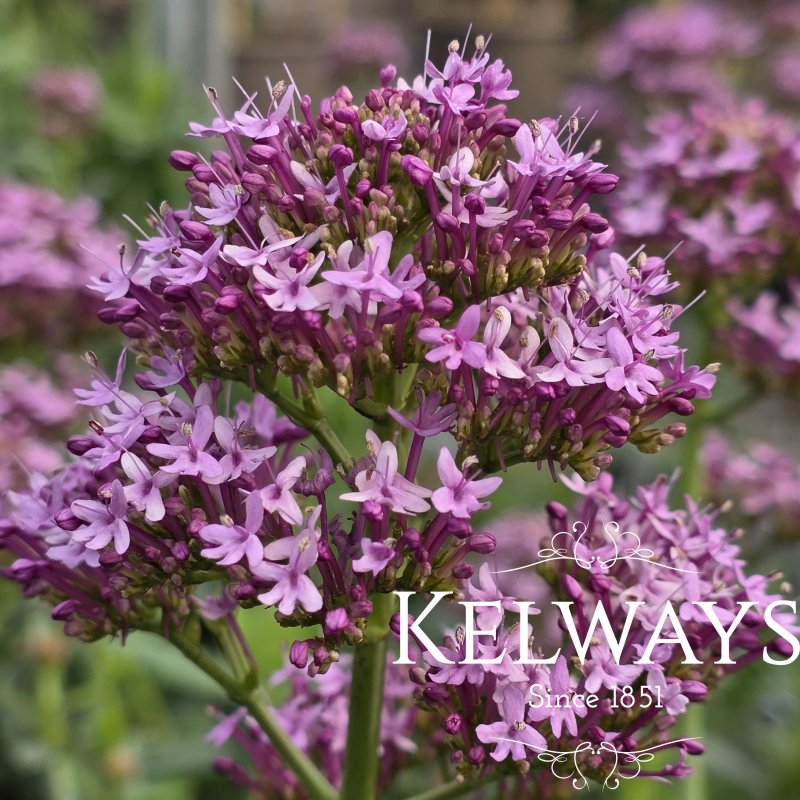 Centranthus lecoqii