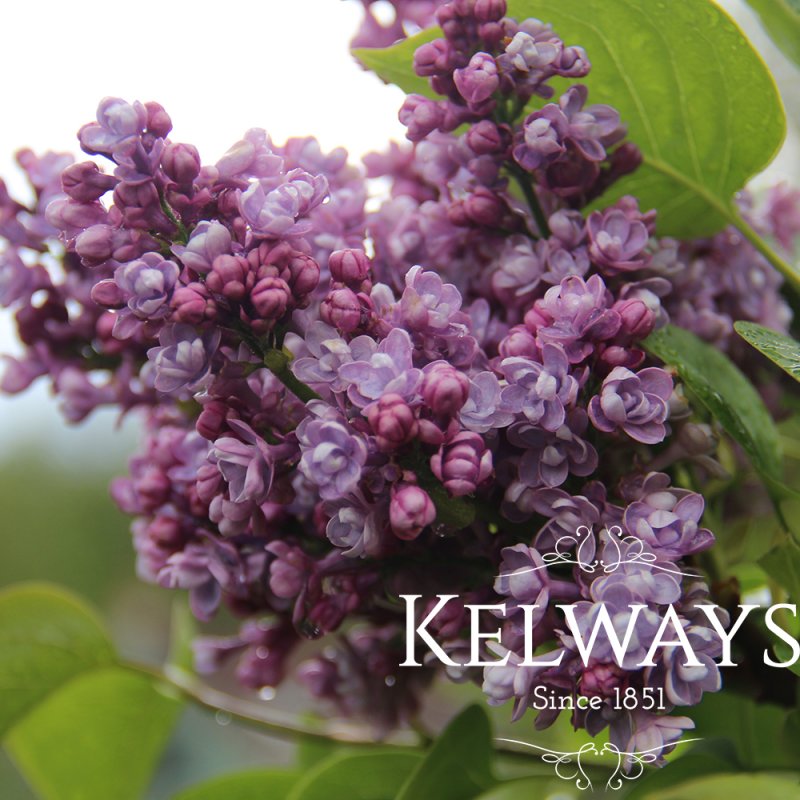 Syringa vulgaris 'Katherine Havemeyer' (d)