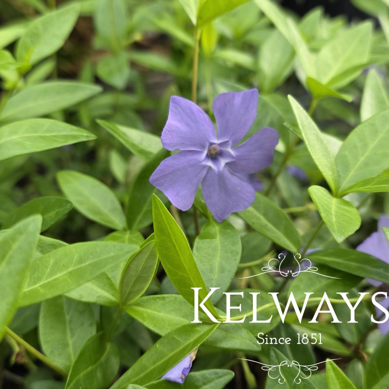 Vinca minor 'Bowles's Variety'
