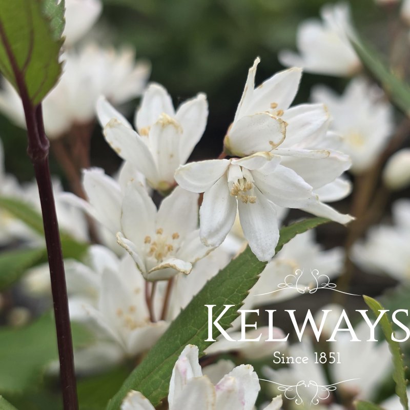 Deutzia gracilis 'Nikko'