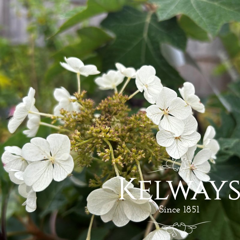 Hydrangea quercifolia 'Munchkin'
