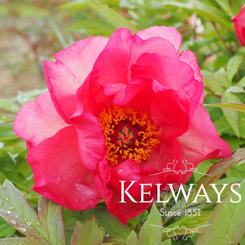 Paeonia 'Renown' (S)