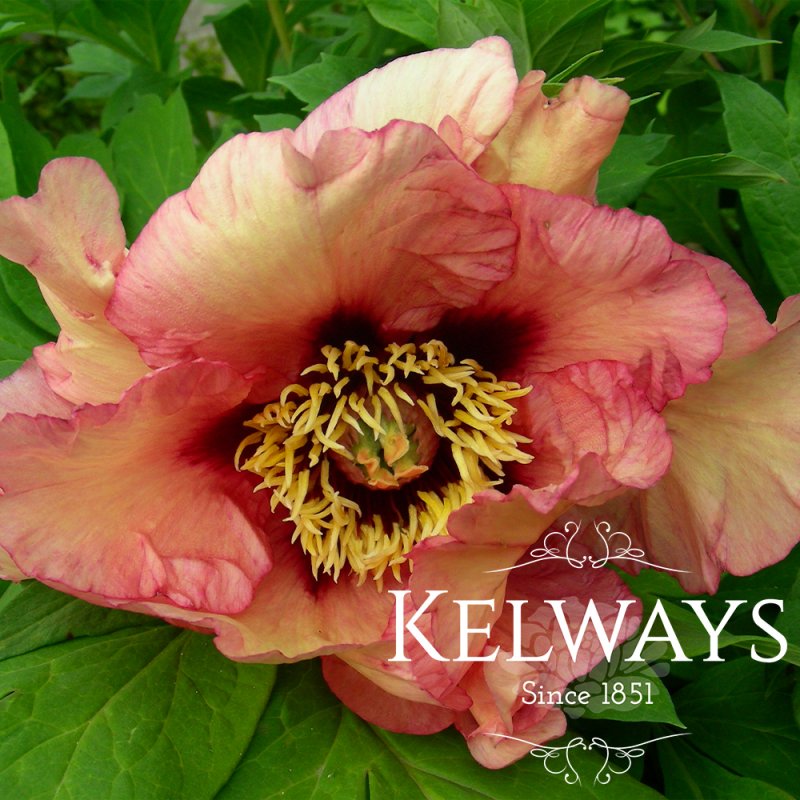 Paeonia 'Terpsichore' (S)