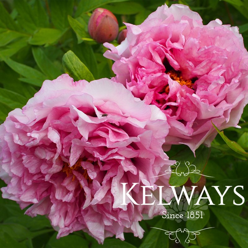 Paeonia 'Waucedah Princess' (S)