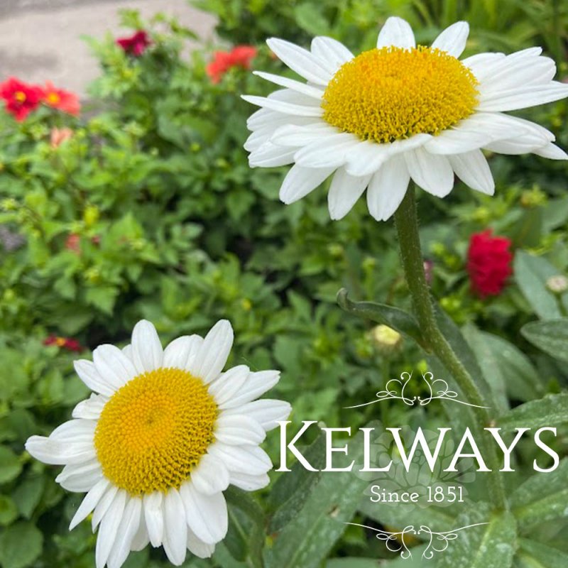 Leucanthemum x superbum 'Becky'