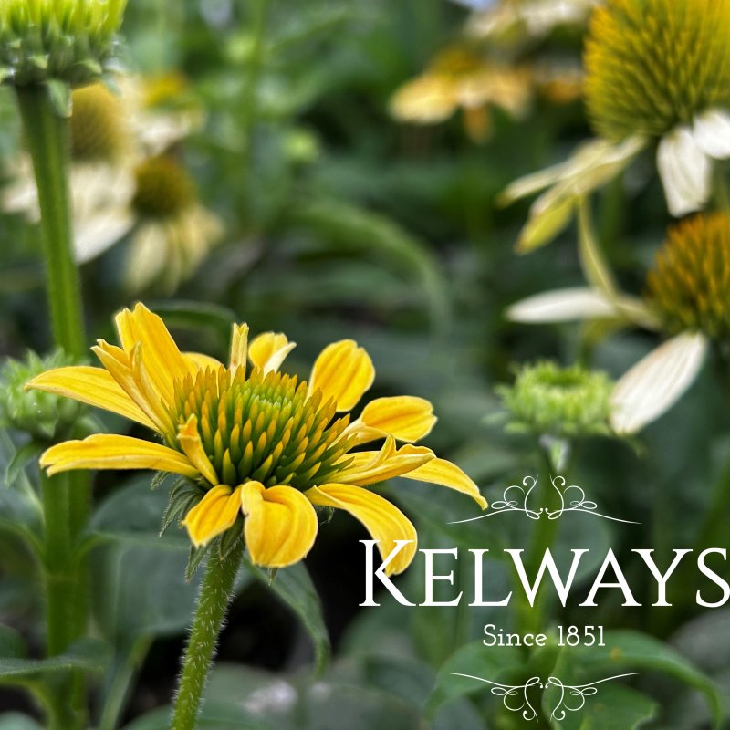 Echinacea purpurea 'Mellow Yellows'