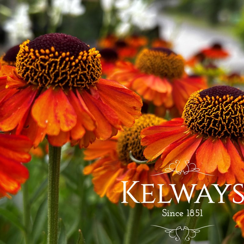 Helenium autumnale 'Short and Sassy' PBR
