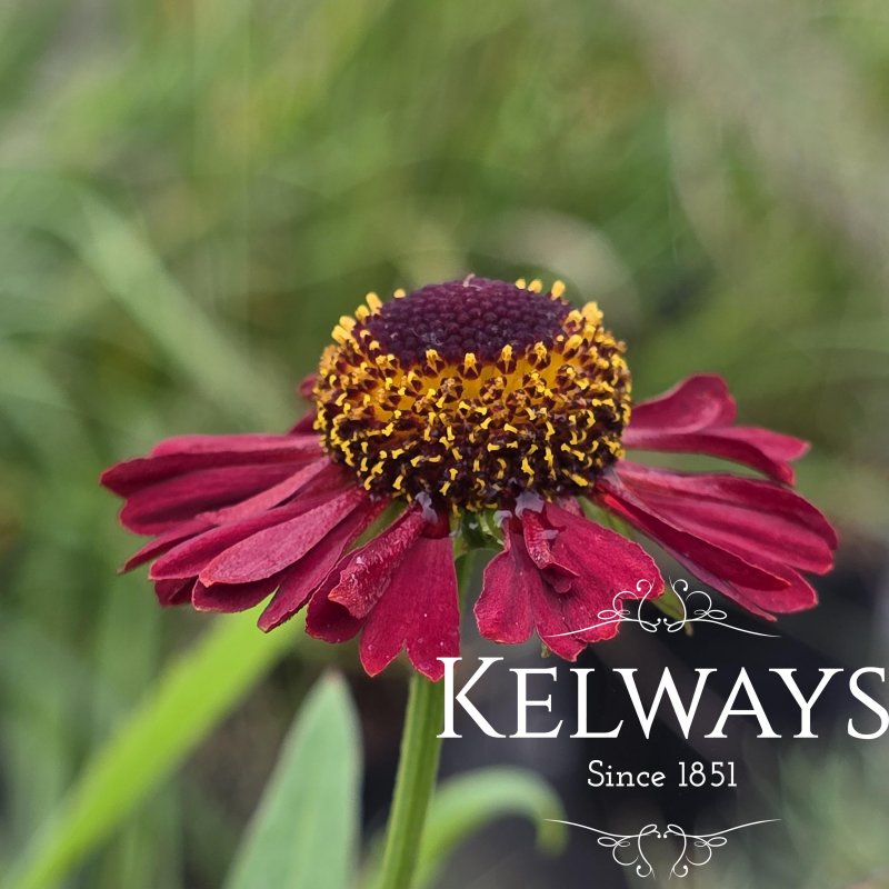 Helenium 'Ruby Thuesday'