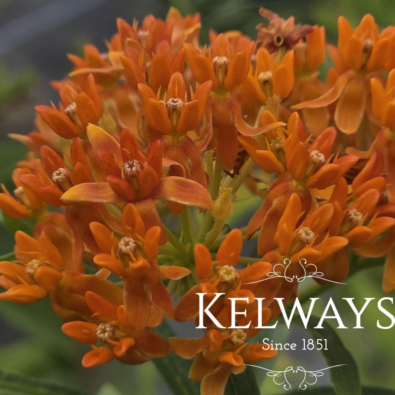 Asclepias tuberosa