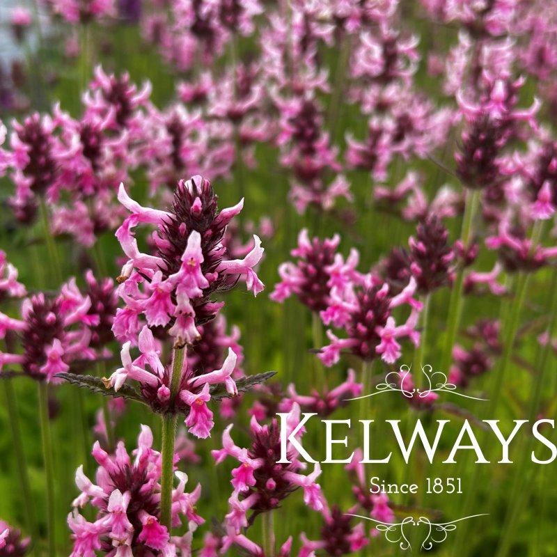 Betonica officinalis 'Pink Cotton Candy'