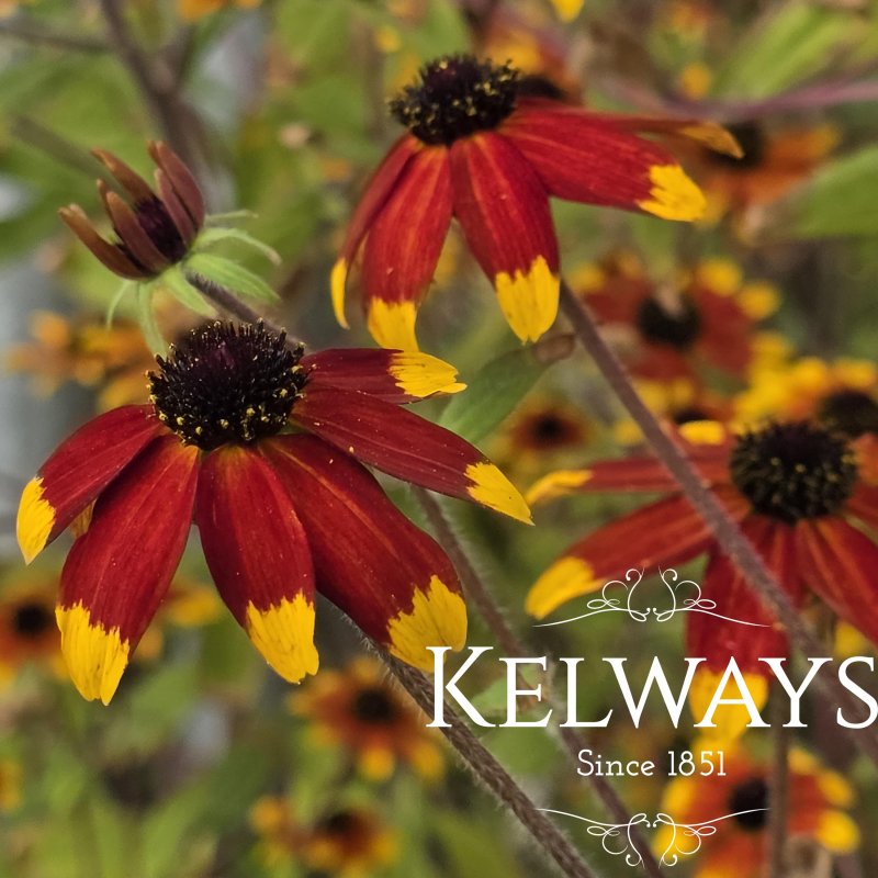 Rudbeckia triloba 'Prairie Glow'