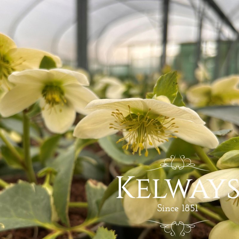 Helleborus 'Crystal Love'