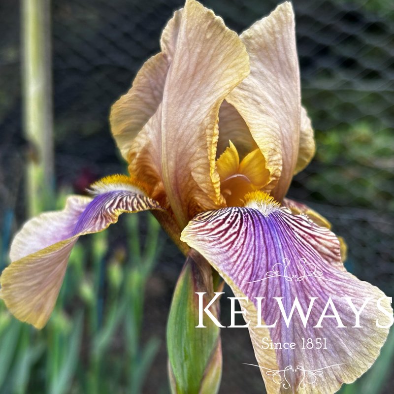 Iris 'Benton Olive' (TB)
