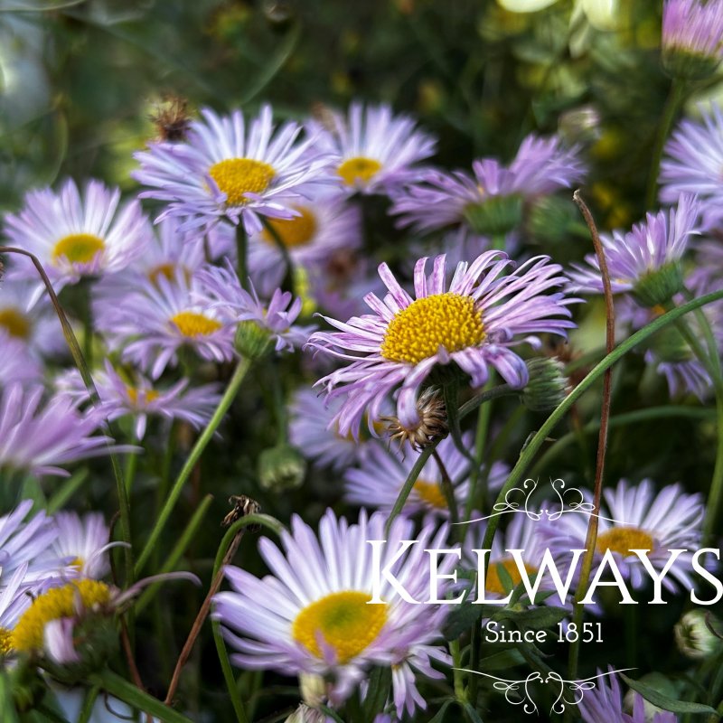 Erigeron karvinskianus 'Lavender Lady'