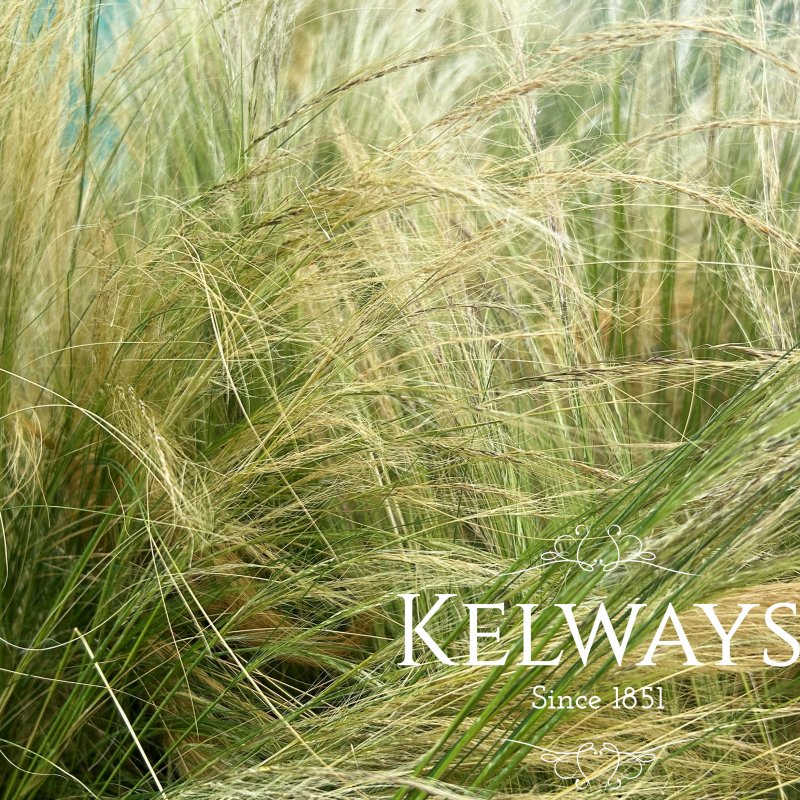 Stipa lessingiana