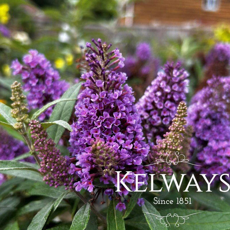 Buddleja davidii Lila Sweetheart ('Botex002' PBR) (Butterfly Candy Series)