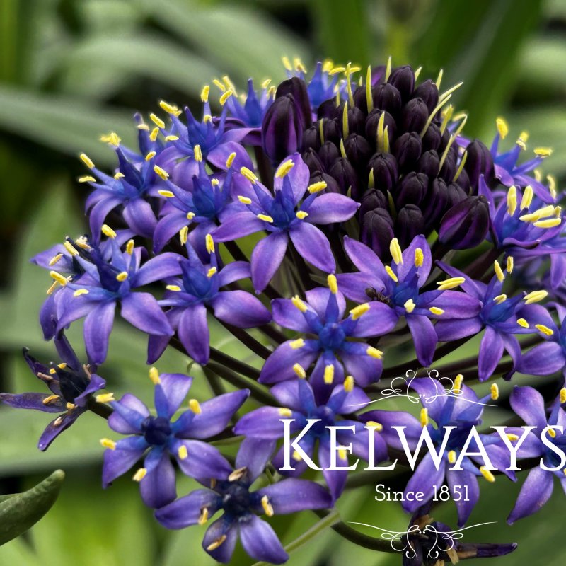 Scilla peruviana