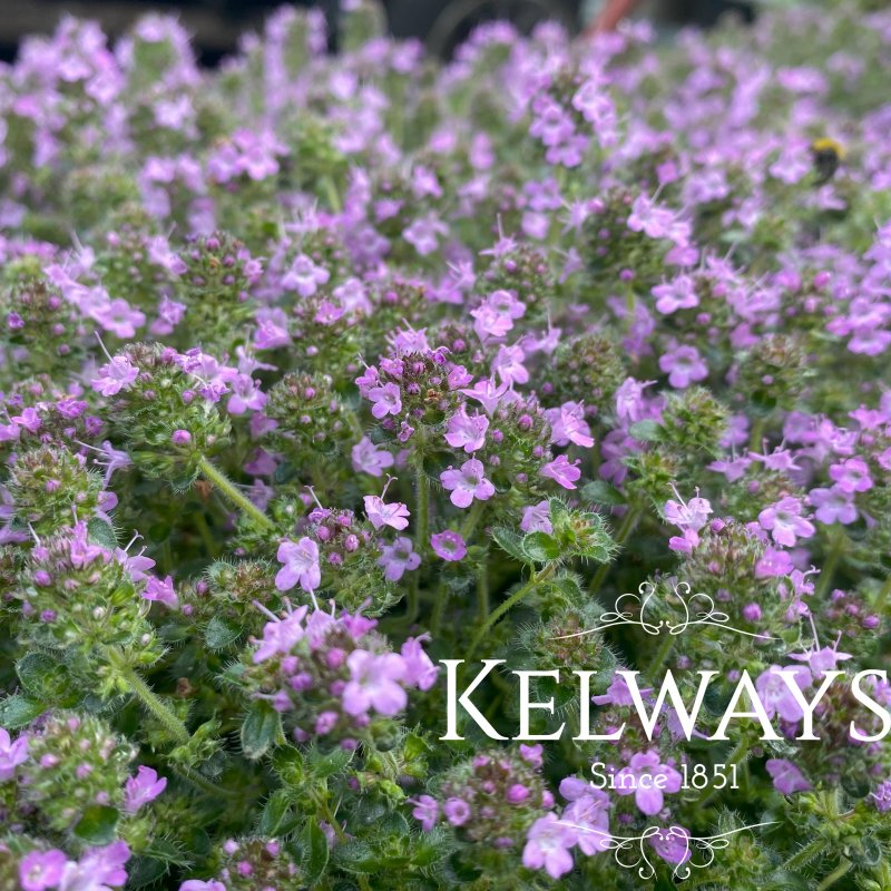 Thymus polytrichus A. Kern. ex Borbás subsp. britannicus (Ronniger) Kerguélen