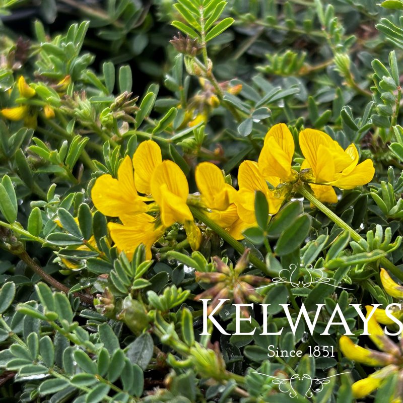 Hippocrepis comosa