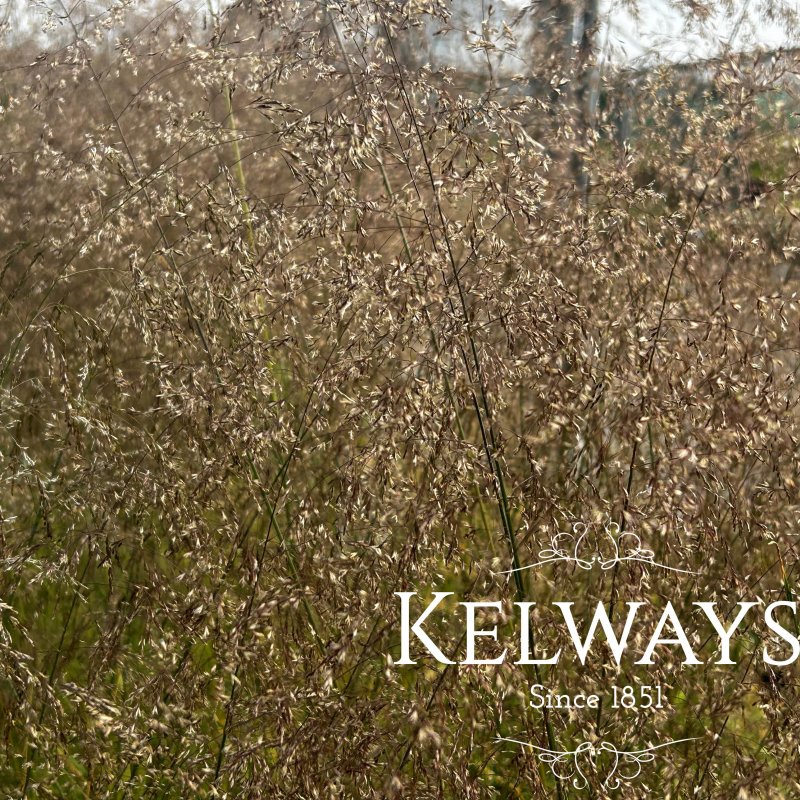Deschampsia cespitosa 'Bronzeschleier'