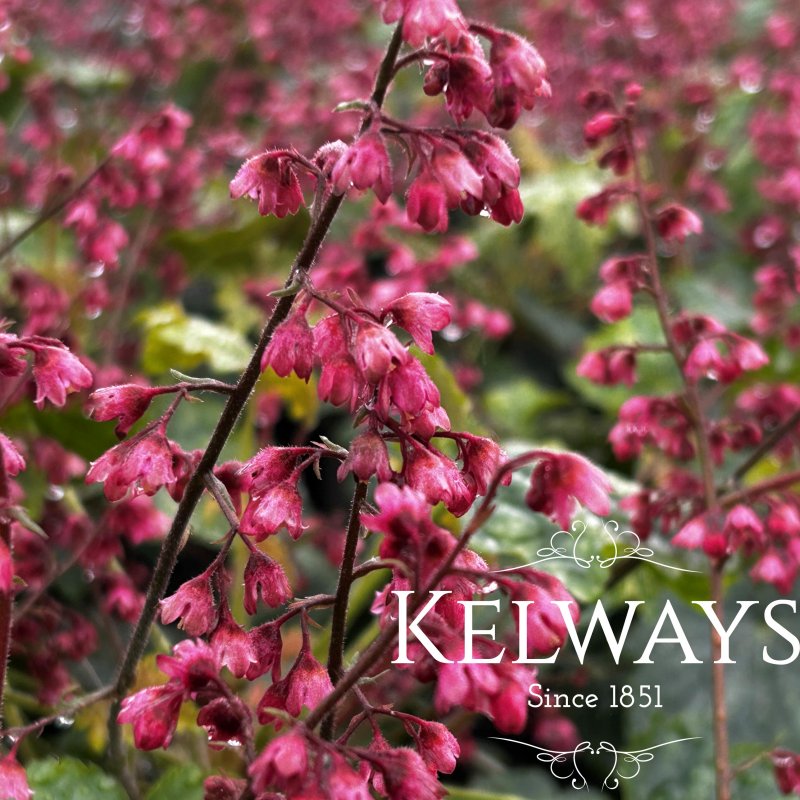Heuchera 'Berry Timeless'
