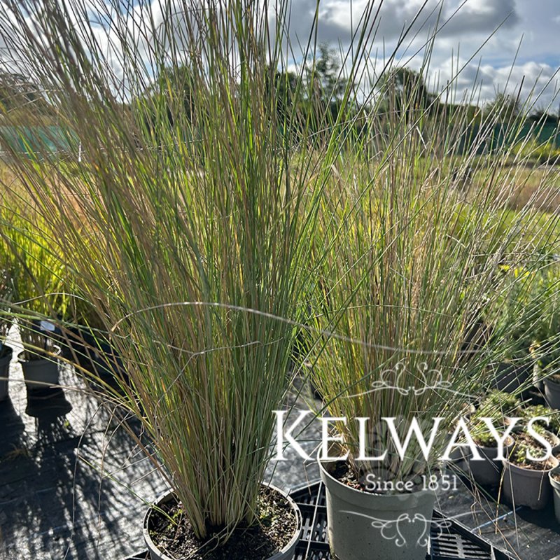 Poa labillardieri