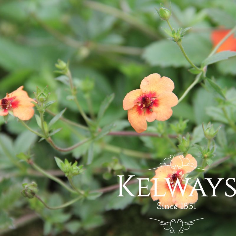 Potentilla x tonguei